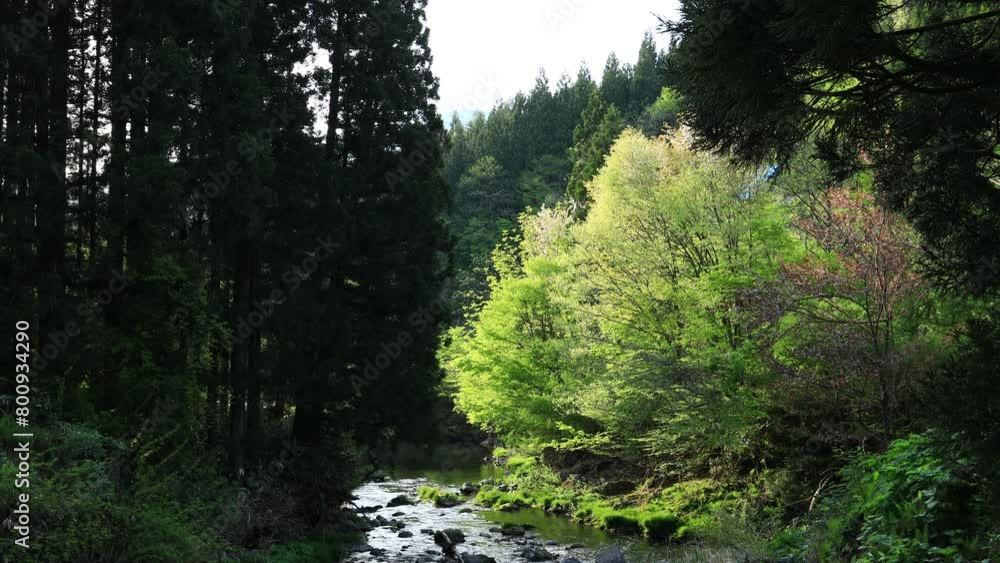 小川 清流 せせらぎ 森 小川 清流 せせらぎ 森