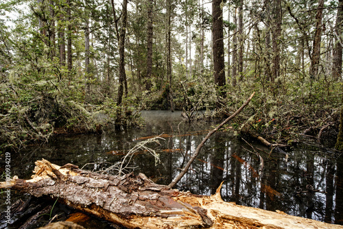 Pygmy Forest Swamp at Van Damme State Park, Little River, CA photo