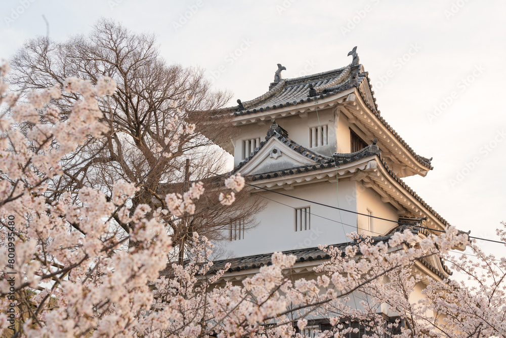 Marugame Castle with cherry blossoms in full bloom in the spring. Kagawa, Japan. Marugame Castle with cherry blossoms in full bloom in the spring. Kagawa, Japan.
