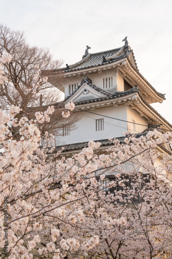 Marugame Castle with cherry blossoms in full bloom in the spring. Kagawa, Japan. Marugame Castle with cherry blossoms in full bloom in the spring. Kagawa, Japan.