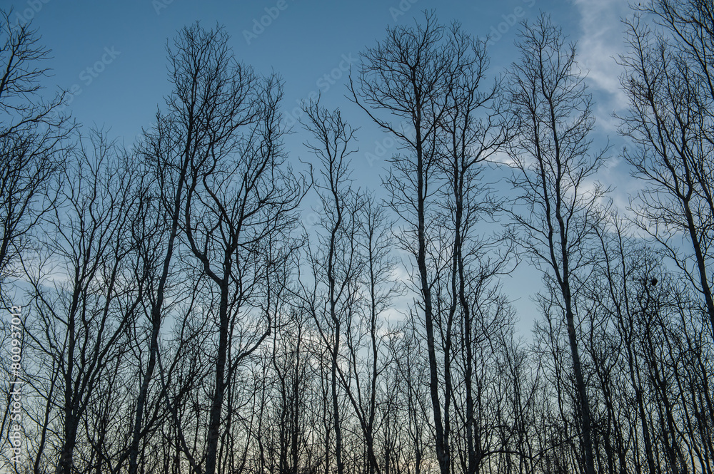 evening tree silhouette evening tree silhouette