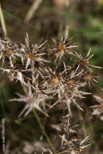 dead and brown flower head of Field eryngo or Watling Street thistle (Eryngium campestre) isolated on a natural background © Ian