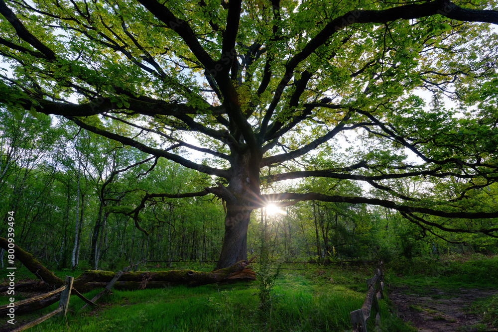 Old century-old tree of the eight roads in Notre-Dame forest. Ile-de-France region Old century-old tree of the eight roads in Notre-Dame forest. Ile-de-France region