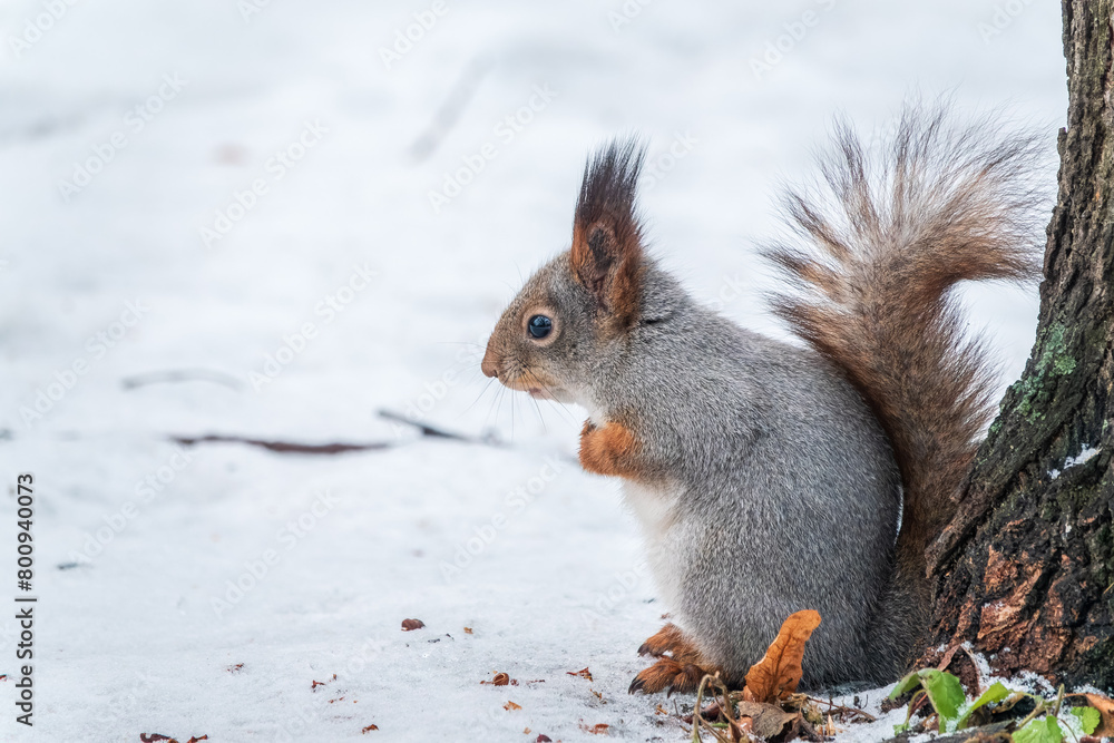 Portrait of a squirrel in winter on white snow background Portrait of a squirrel in winter on white snow background