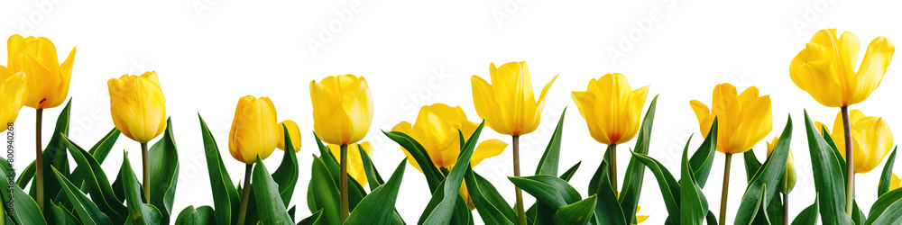 yellow tulip bushes on a transparent background yellow tulip bushes on a transparent background