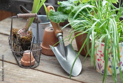 plant and flowerpot with shovel on wooden table in terrace © coco