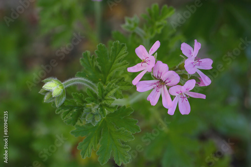 pink flowers of rose geranium isolated in a garden