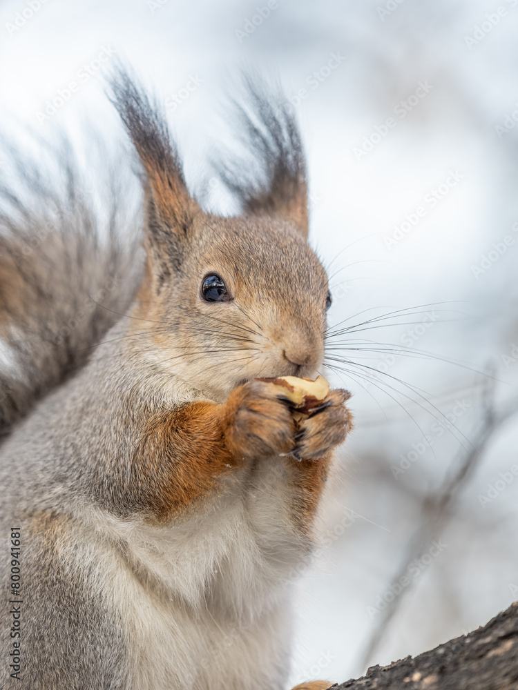 The squirrel with nut sits on tree in the winter or late autumn The squirrel with nut sits on tree in the winter or late autumn