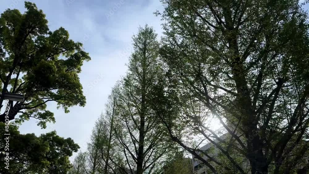 Sunlight peeking through tall trees against a blue sky in an urban setting, with building silhouettes Sunlight peeking through tall trees against a blue sky in an urban setting, with building silhouettes