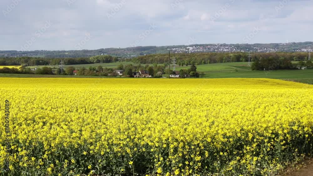 Bright yellow canola field and blue sky on a sunny day. Rural scene in springtime with zoom Bright yellow canola field and blue sky on a sunny day. Rural scene in springtime with zoom