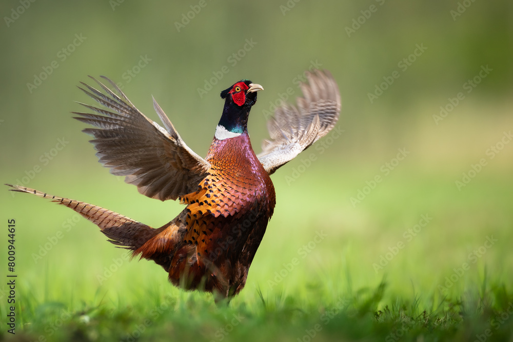 Fototapeta premium Bird - Common pheasant Phasianus colchius Ring-necked pheasant in natural habitat wildlife Poland Europe