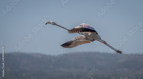 greater flamingo in flight over the lagoon of delta ebro river	