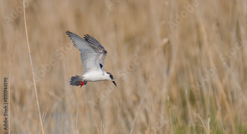 whiskered tern in flight over the lagoon	