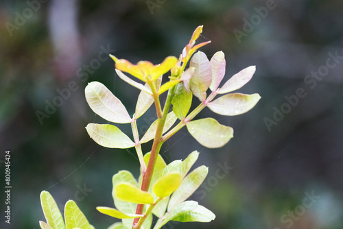 new shoot and growing tip of Lentisk or mastic (Pistacia lentiscus) on a natural background photo