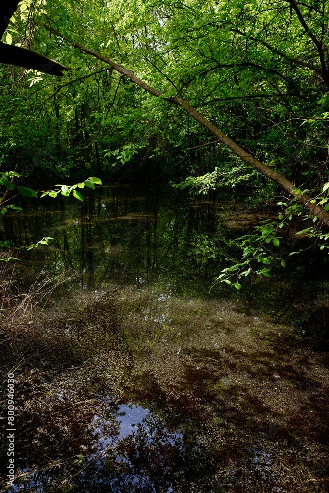 water pond with green plants and trees on a forest water pond with green plants and trees on a forest