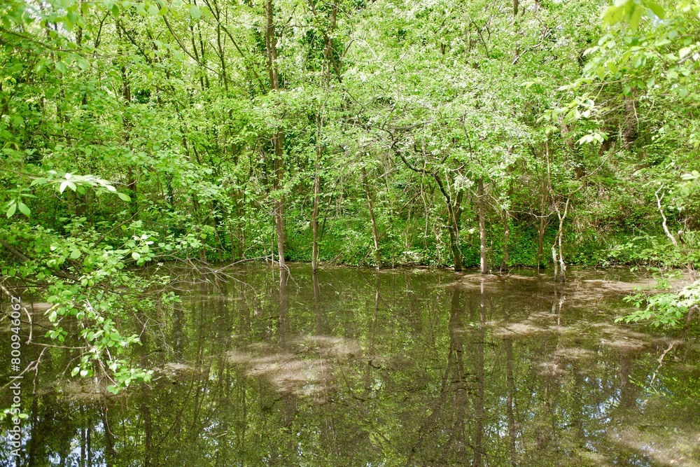 water pond with green plants and trees on a forest water pond with green plants and trees on a forest