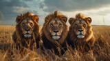 Majestic Trio of Lions in Golden Savanna Grass