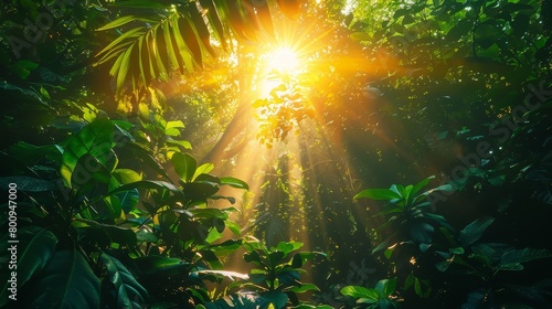 Sunlight Piercing Through Lush Tropical Rainforest © Chayan
