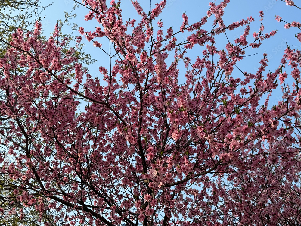 korea cherry blossom nature attraction white pink korea cherry blossom nature attraction white pink