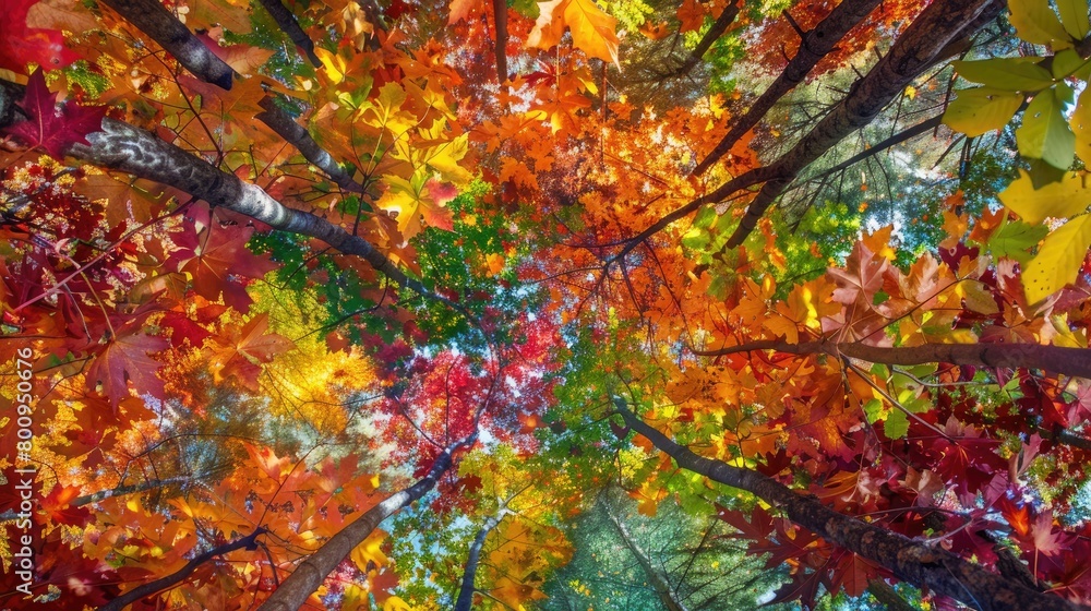 A canopy of colorful autumn leaves creating a vibrant mosaic overhead. A canopy of colorful autumn leaves creating a vibrant mosaic overhead.