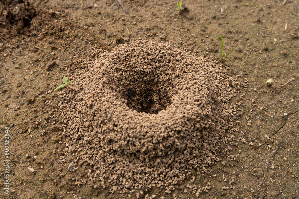 Ants anthill close up detail vision pile soil heap small