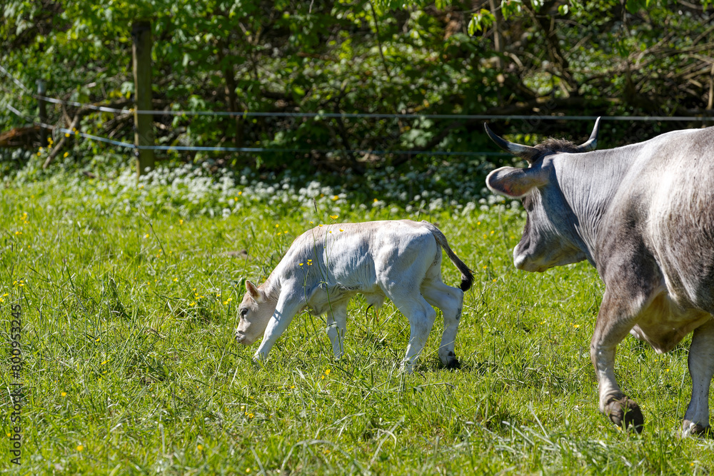 White calf with mother grazing on meadow of Swiss farm at City of Zürich on a sunny spring day. Photo taken April 27th, 2024, Zurich, Switzerland. White calf with mother grazing on meadow of Swiss farm at City of Zürich on a sunny spring day. Photo taken April 27th, 2024, Zurich, Switzerland.