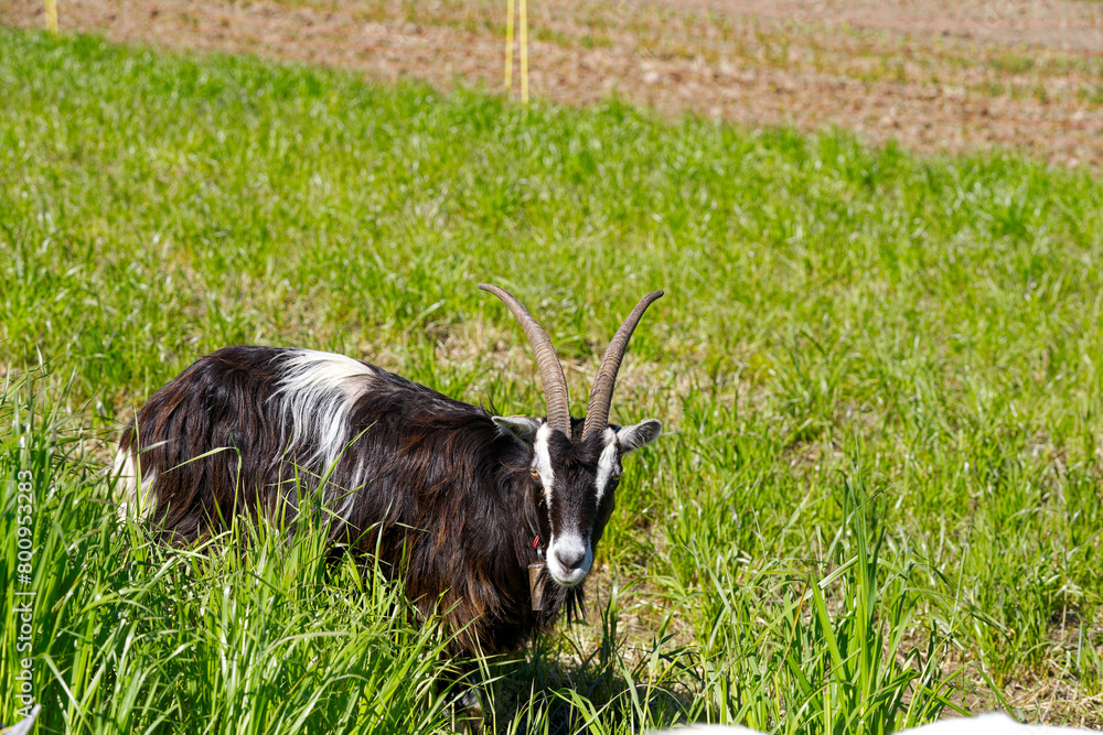 Black, brown and white goat on meadow with bell looking at camera on a sunny spring day at Swiss farm at Swiss City of Zürich. Photo taken April 27th, 2024, Zurich, Switzerland.