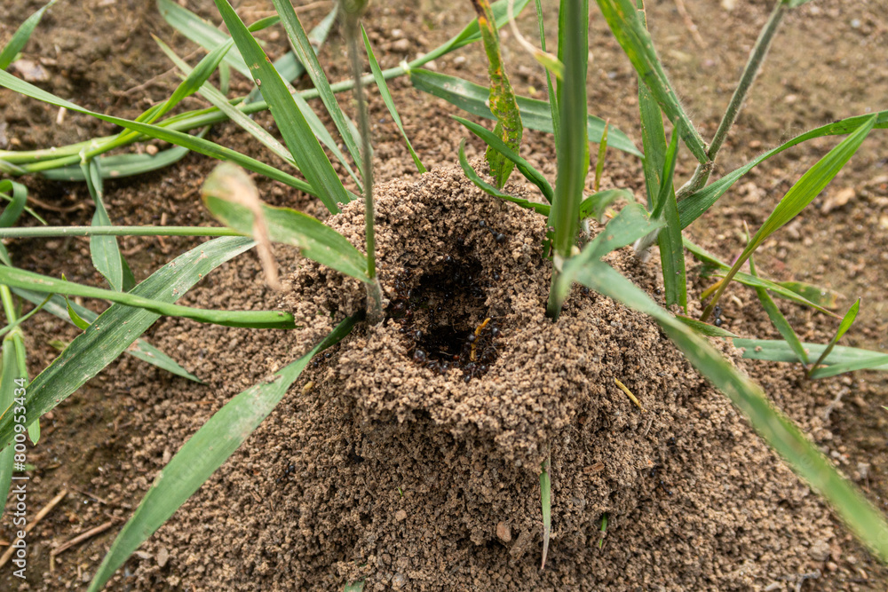 Ants anthill close up detail vision pile soil heap small