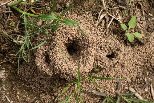 Ants anthill close up detail vision pile soil heap small photo