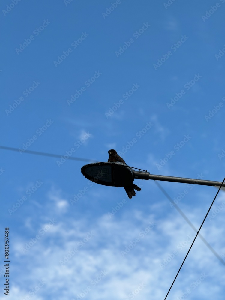 Kite bird sitting on a street pole Kite bird sitting on a street pole