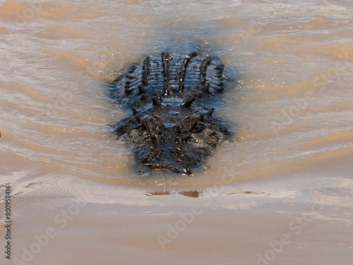 Close-Up View of an Alligator Submerged in Murky Waters at Dusk