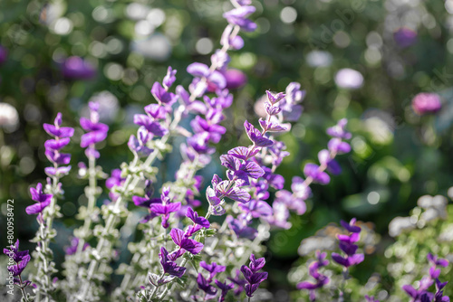Unusual purple tall flowers petals along stem on blurred greenery background with sun glare.