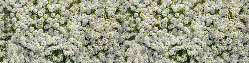 White small Alyssum flowers cover ground as solid carpet. Floral banner.