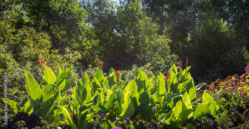 Floral nature shot of summer garden flowerbed of sunlit Indian Canna flowers with large green leaves