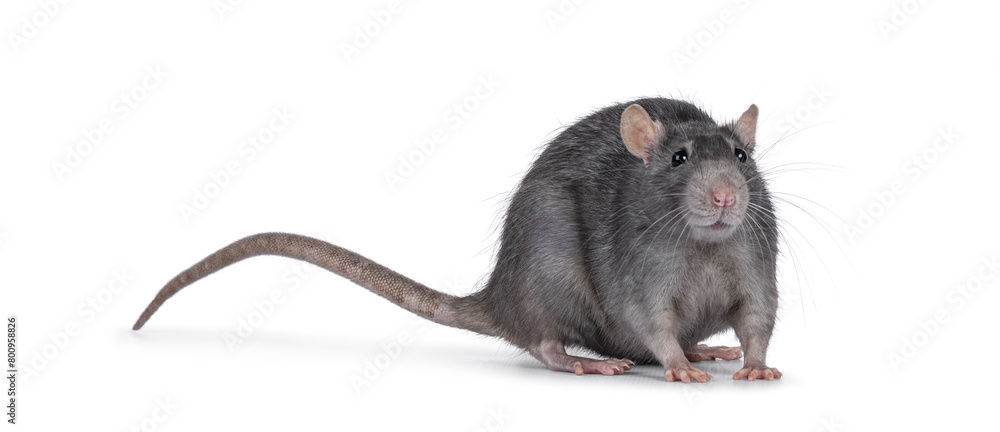 Beautiful adult rat, standing facing front. Head up looking towards camera. Isolated on a white background. Beautiful adult rat, standing facing front. Head up looking towards camera. Isolated on a white background.