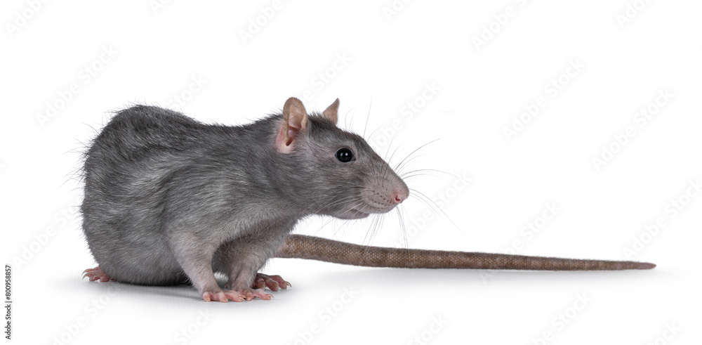 Beautiful adult rat, turned side ways. Head up looking away from camera. Isolated on a white background. Beautiful adult rat, turned side ways. Head up looking away from camera. Isolated on a white background.