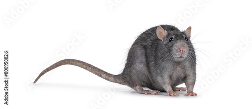 Beautiful adult rat, standing facing front. Head up looking towards camera. Isolated on a white background. © Nynke