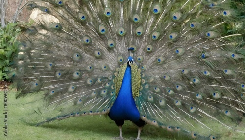 A Peacock With Its Tail Feathers Raised In Excitem