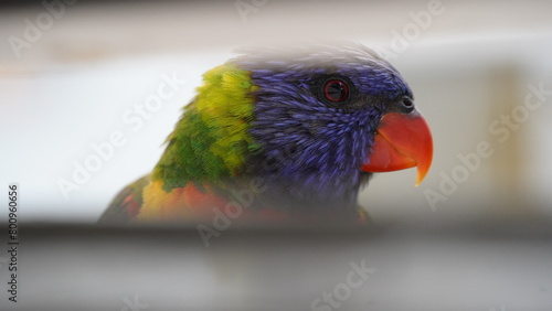 Sneaky parrot Australia