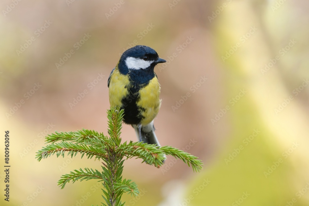 Fototapeta premium A cute great tit sits on a spruce twig. Parus major. Portrait of a titmouse. 