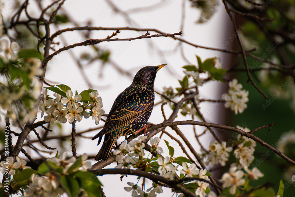 European starling bird, small and black, perching on a blooming tree in early spring, surrounded by tiny white flowers, on a bradfort pear tree, pyrus calleryana European starling bird, small and black, perching on a blooming tree in early spring, surrounded by tiny white flowers, on a bradfort pear tree, pyrus calleryana