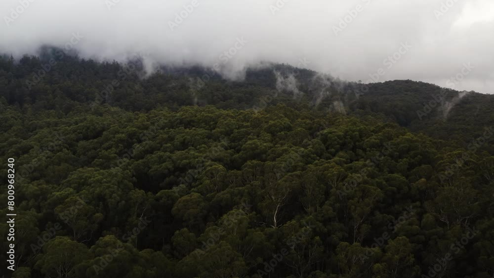 Panoramic aerial dolly above redwood forest with dense cloud cover above Panoramic aerial dolly above redwood forest with dense cloud cover above