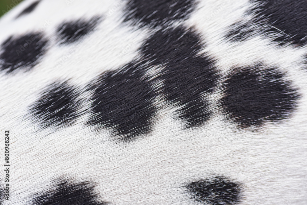 dalmatian skin texture dalmatian skin texture