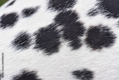 dalmatian skin texture
