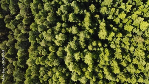 Drone top down rotate above lush green redwood forest tree canopy photo