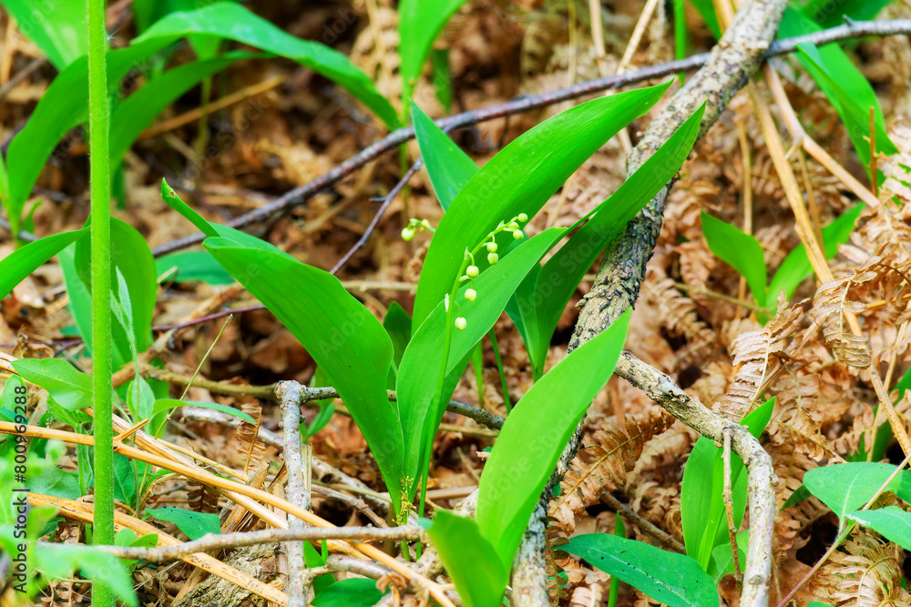 Lilies of the valley in Notre-Dame forest. Ile-de-France region Lilies of the valley in Notre-Dame forest. Ile-de-France region