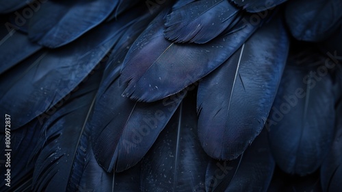 Detailed view of navy blue bird feathers creating a textured background
