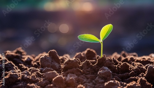 Plant growing in Drought - Hope in the Darkness - Concept of Positivity - Green Sprout popping up in a field of dried up Earth or Desert