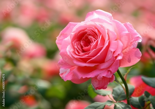 Beautiful Vibrant Pink Rose Close-up on Blurred Floral Background