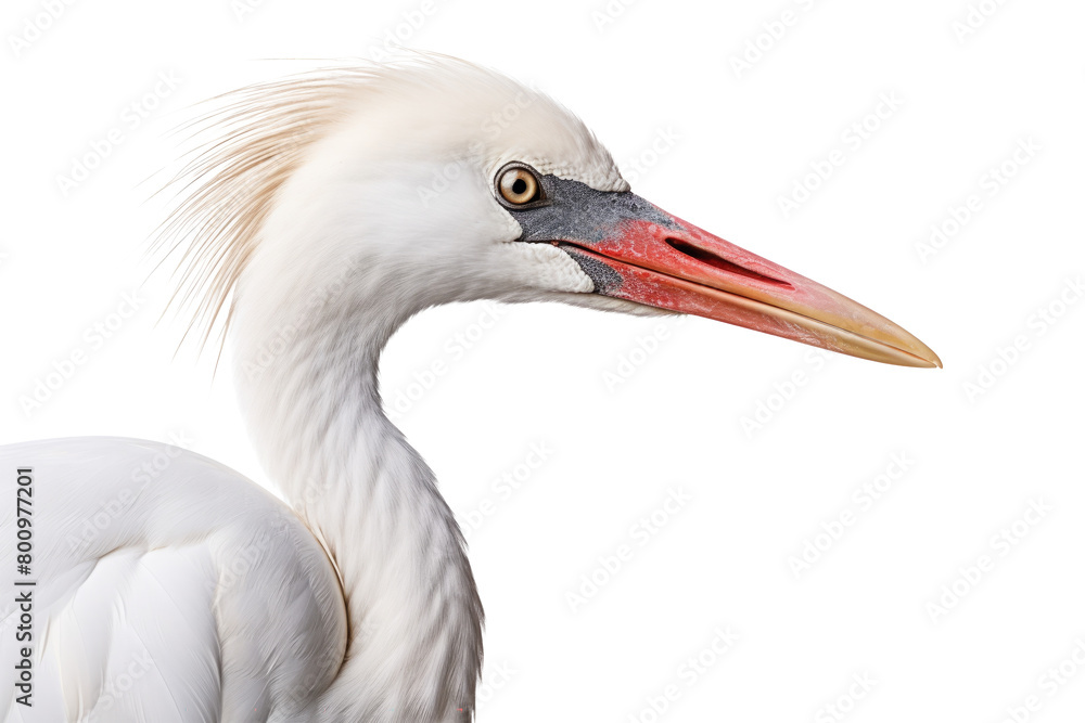 Obraz premium crane bird looking isolated on white